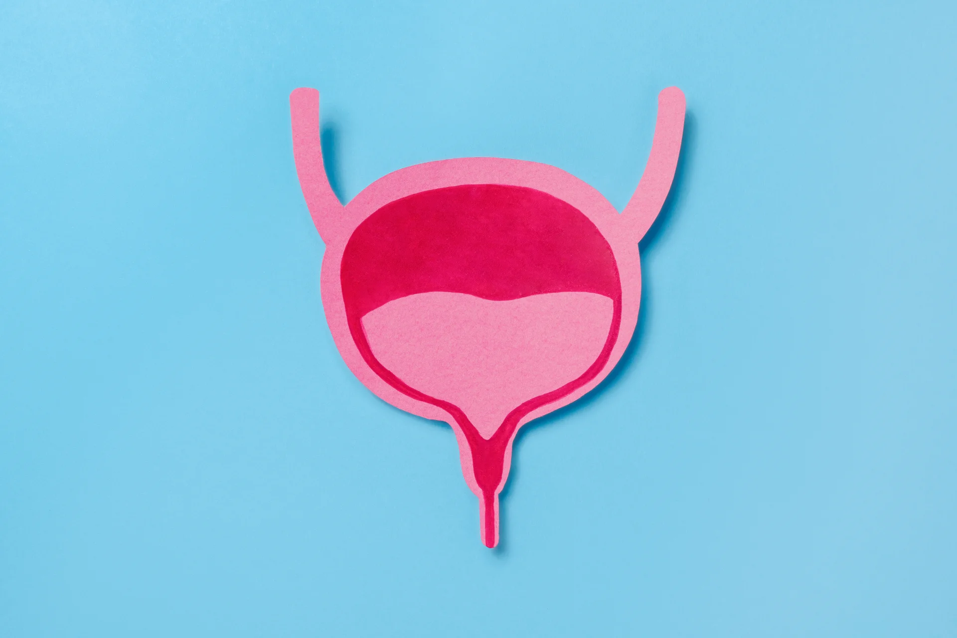 pink bladder illustration on blue background 2026 03 18 13 50 03 utc